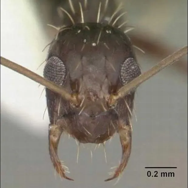 thumbnail for publication: Crazy Ant, Paratrechina longicornis (Latreille), (Insecta: Hymenoptera: Formicidae)